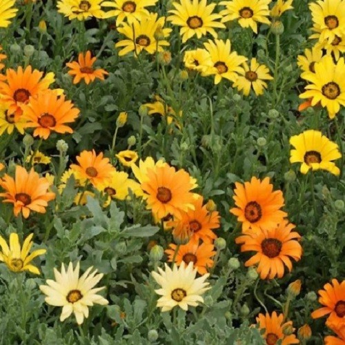 1,000 To 5,000 African Daisy Seeds (Osteospermum) Heirloom Vibrant Mixed Colors