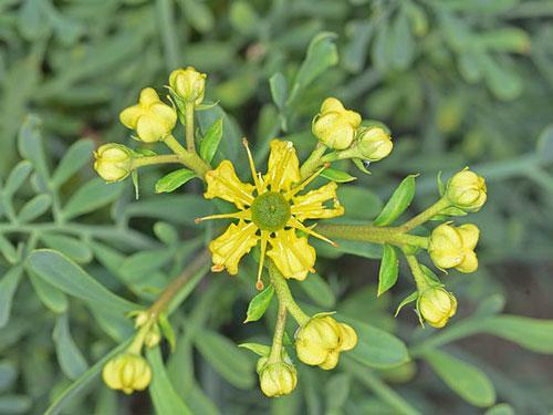 Ruta graveolens | Common or Garden Rue | Herb of Grace | 10 Seeds