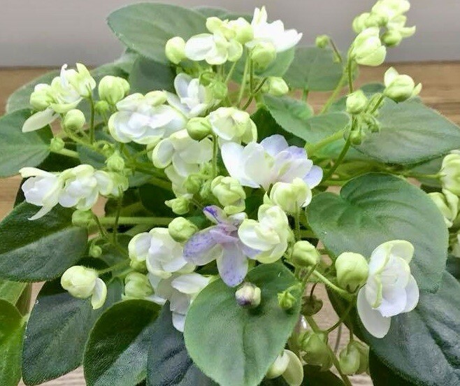 Rare Mixed African Violet Seeds ~ House Plants ~ Indoor Plants ~ Greenhouse