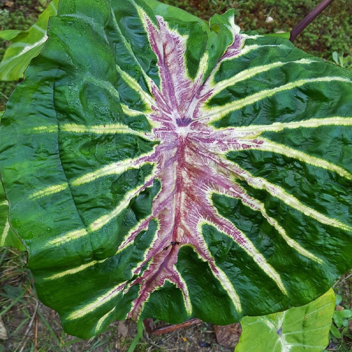 ~WHITE LAVA~ Colocasia esculenta AUTHENTIC ELEPHANT EAR Live potted Small Plant