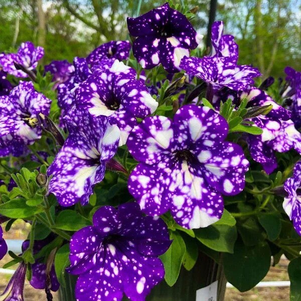 20 purple petunia starry flower seeds for spring summer Blue Yellow White color