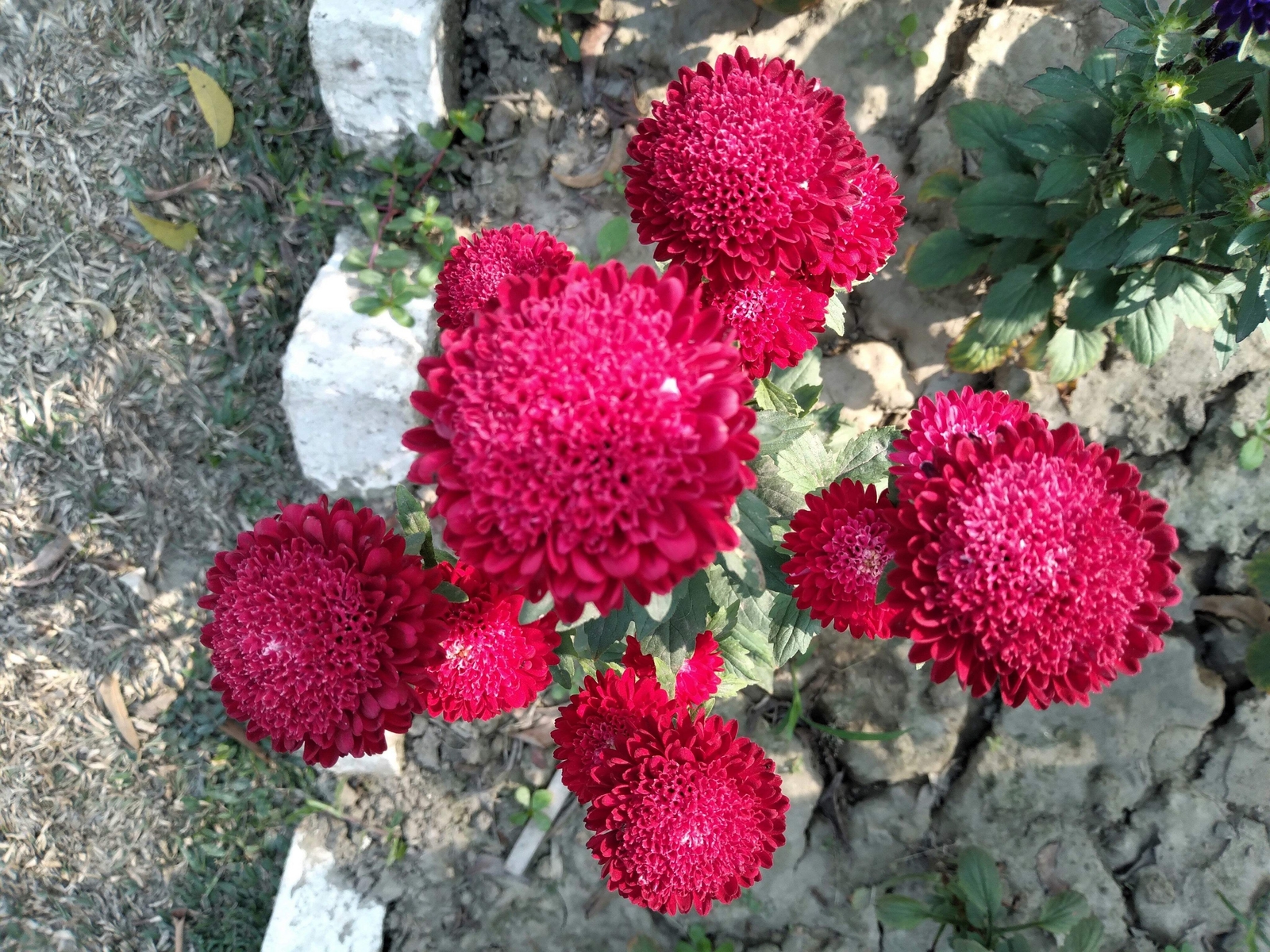 250 RED CHINA ASTER Callistephus Chinensis Flower Seeds *Flat S/H