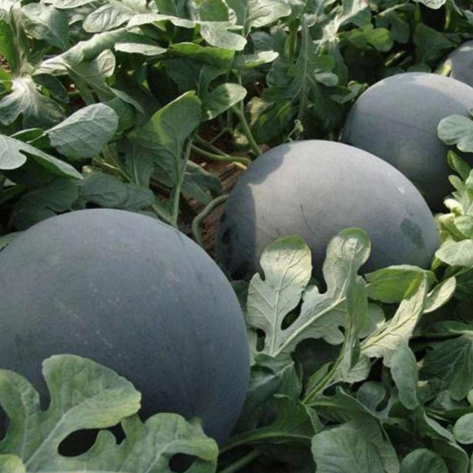 Black Diamond Watermelon – Seeds – Non Gmo – Heirloom Seeds – Fruit Seeds