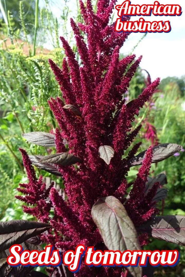 1000+ Organic Non-GMO Red Garnet Amaranth Seeds- Seeds Of Tomorrow