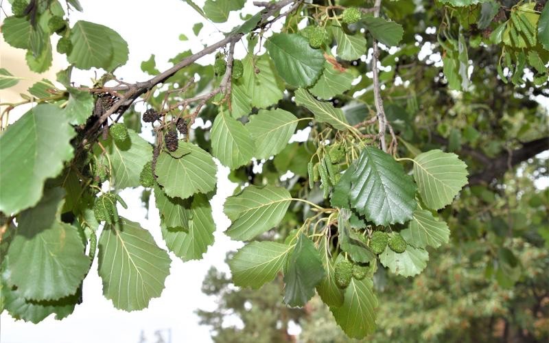 1 Black Alder Tree 12-24″ Bare Root Alnus glutinosa