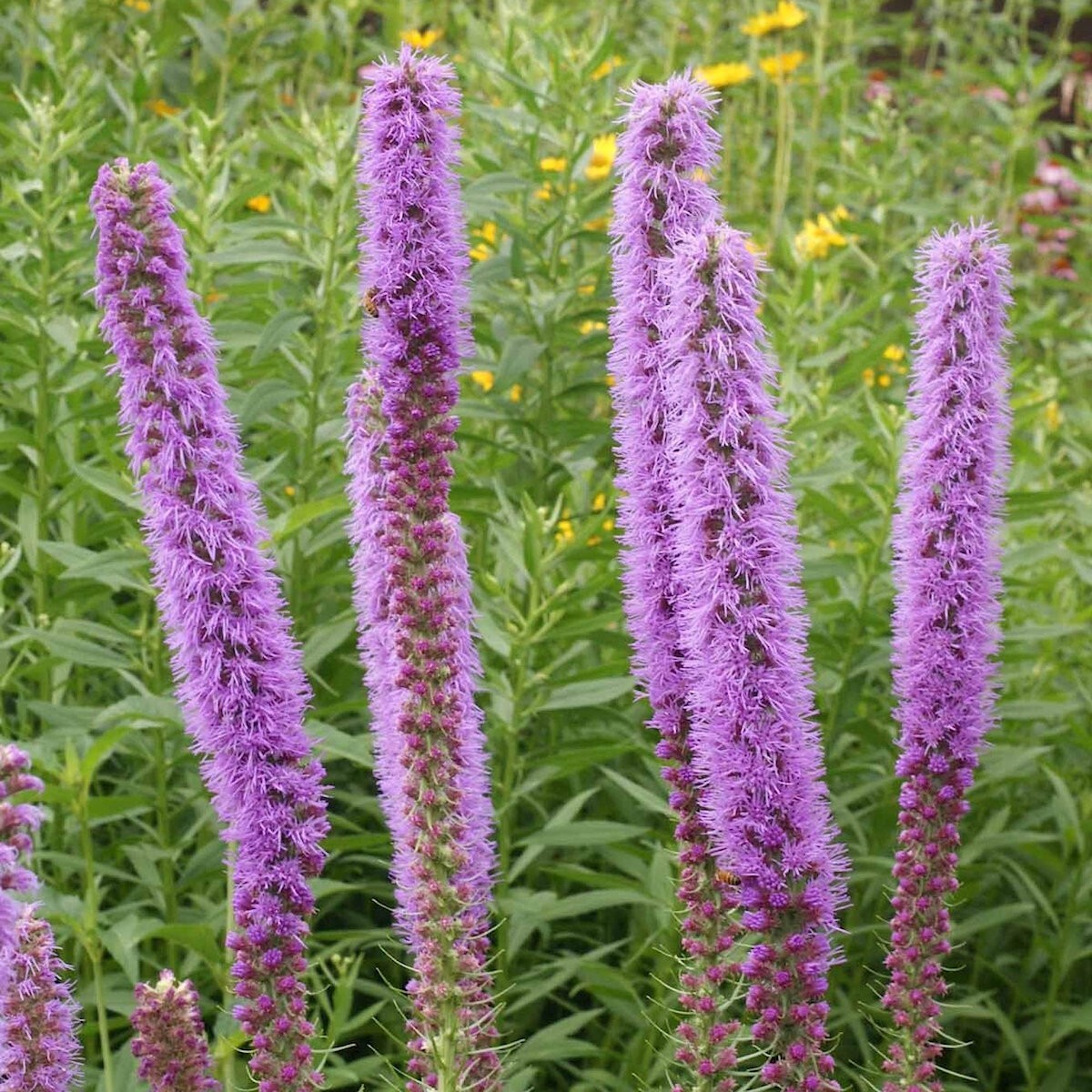 1 Oz Prairie Blazing Star Wildflower Seeds – Everwilde Farms Mylar Seed Packet