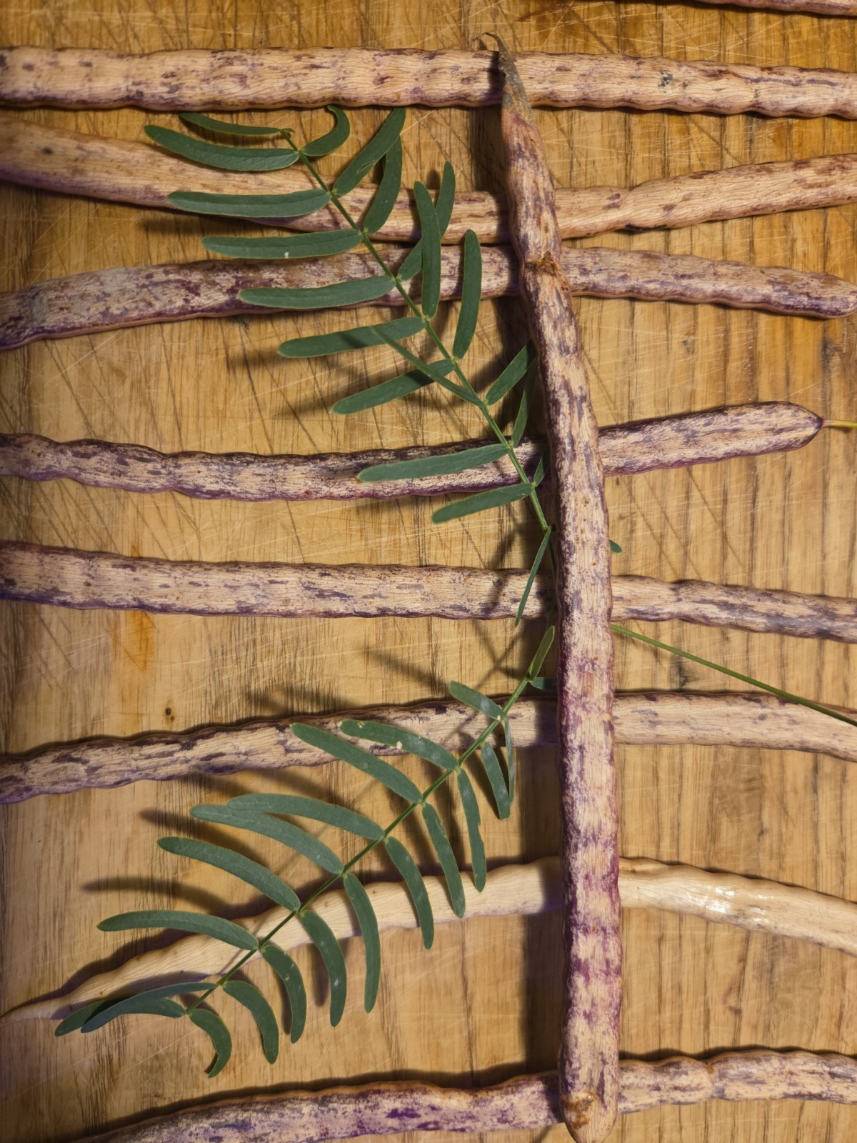 15 Honey Mesquite Pods (Prosopis Glandulosa) Drought Tolerant Legume (2026)