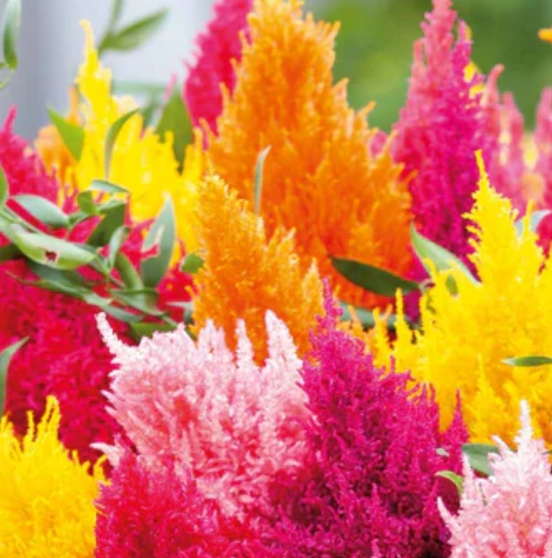 250+ Celosia Pampas Plume Mix Seeds **Fresh Seeds** ~~Free Shipping~~