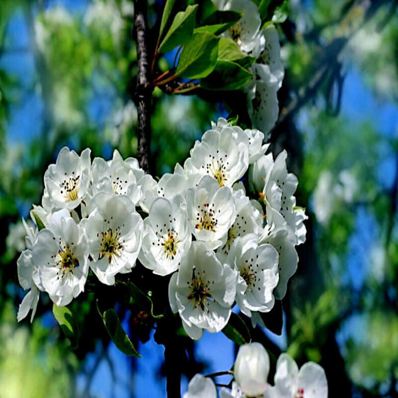 EUROPEAN PEAR TREE SEEDS (Pyrus Communis) Fast Hardy Fruit Flower Garden Plant