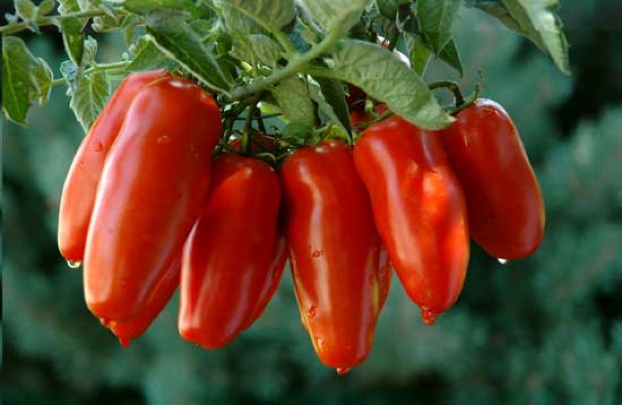 100 Heirloom Super Italian Paste Tomato Seeds – High Yields 6-10oz Indeterminate