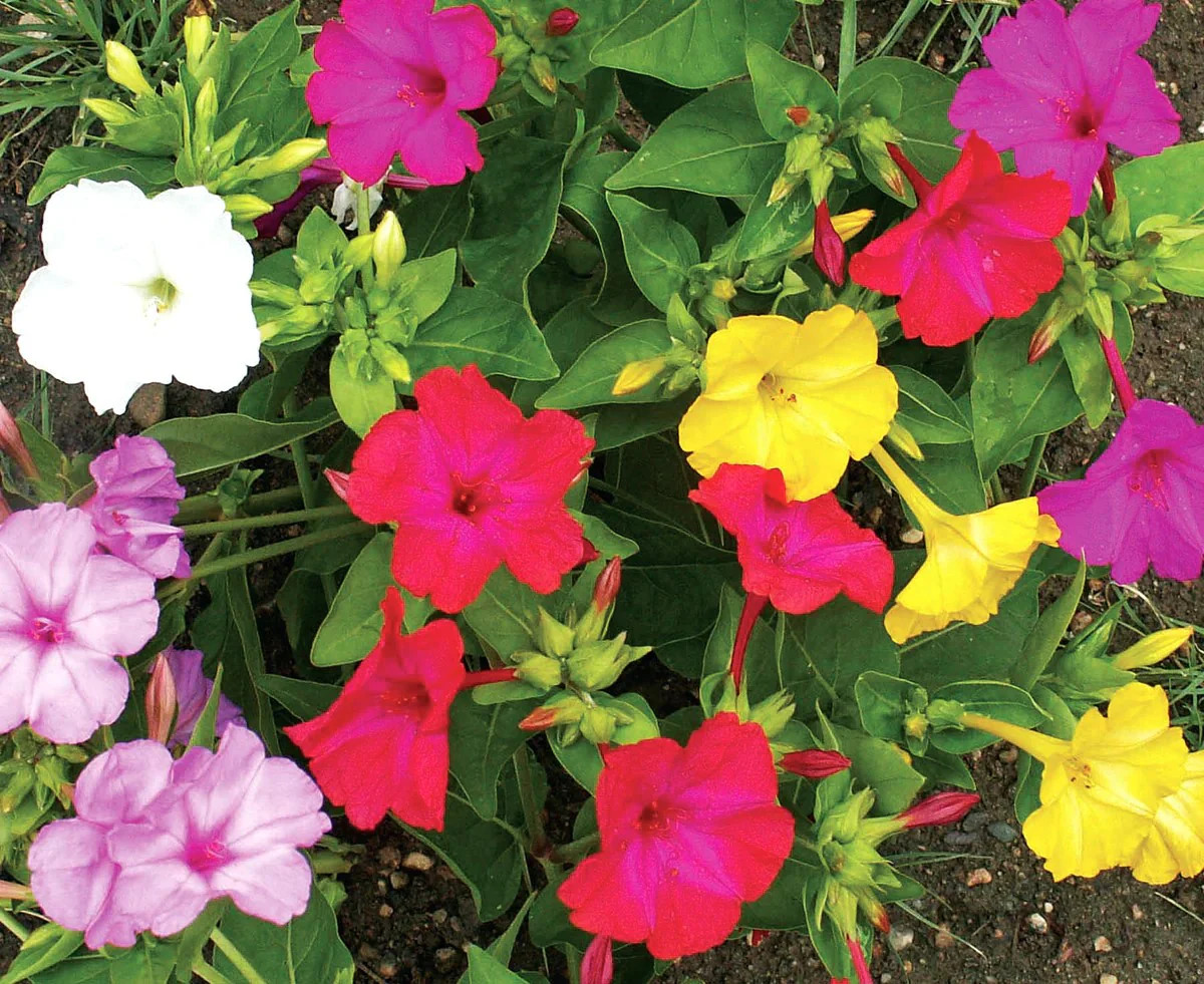 Solid Colors Mix Four O’ Clock Seeds | Mirabilis Rainbow Mixed Flower Seed 2025