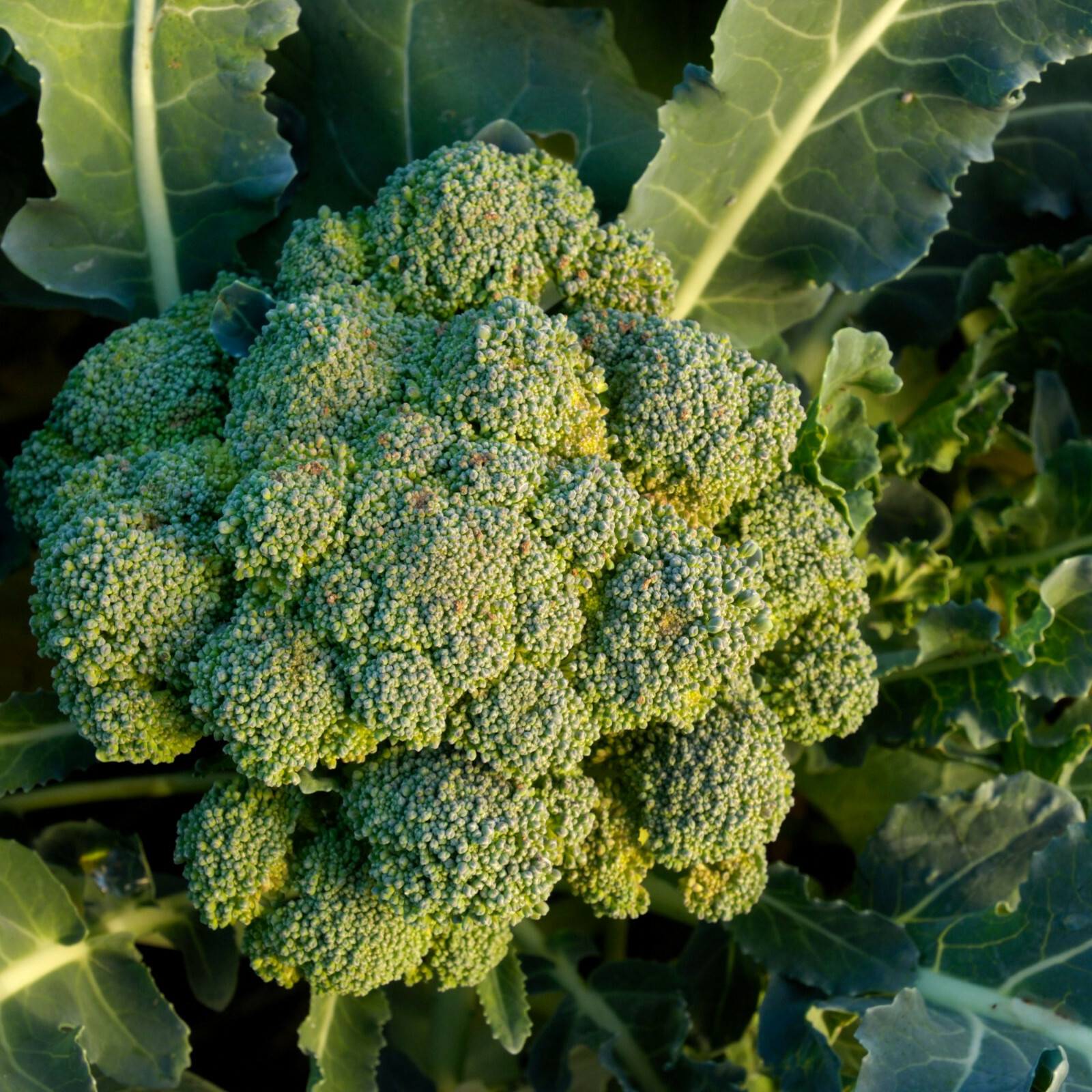 Waltham 29 Broccoli Seeds | Green Broccolini Fall Garden Vegetable Seed 2024