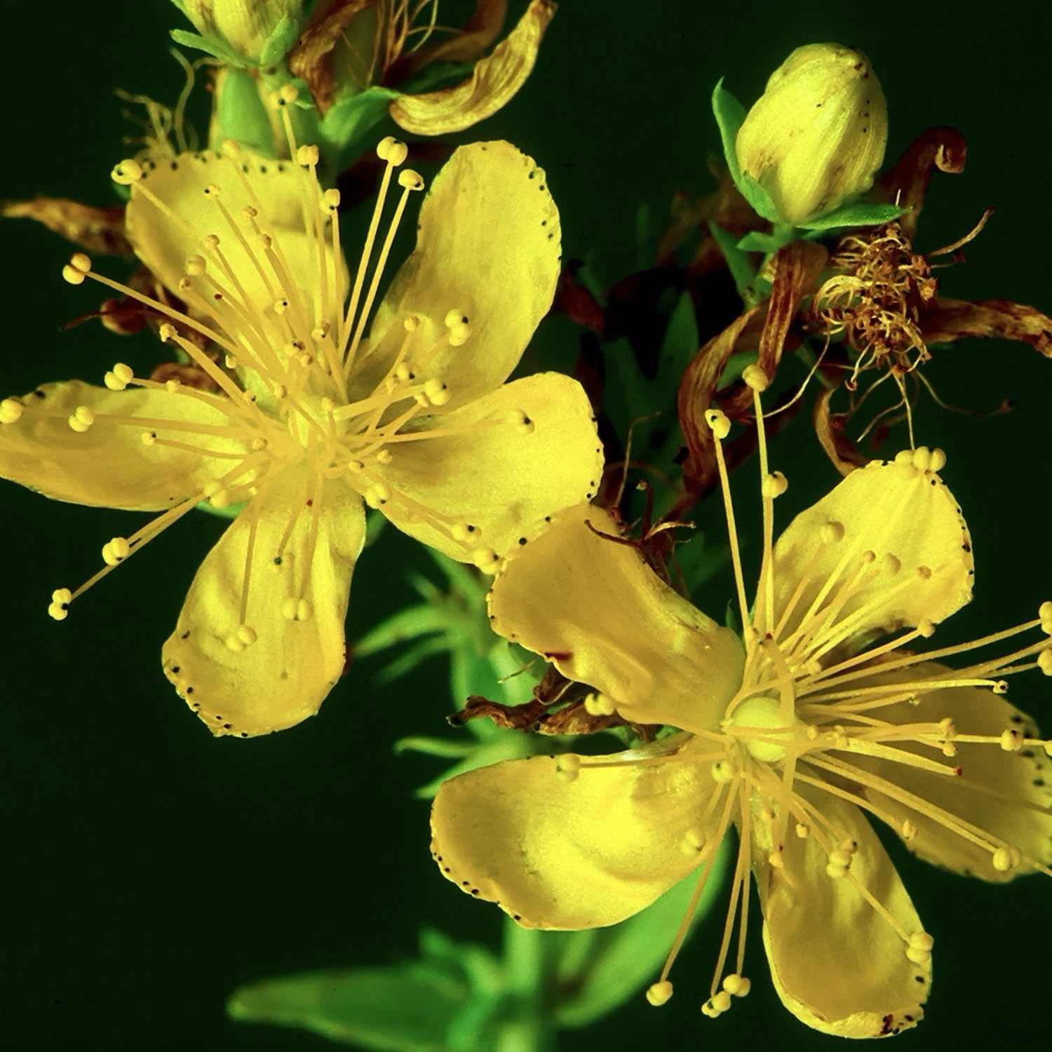500 St. John’s Wort Seeds (Hypericum perforatum) Yellow Medicinal Herb Non-GMO