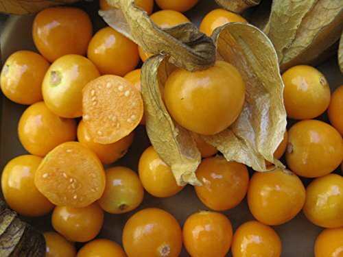 Husk Tomato-Ground cherry, Yellow husk tomatillo/purple tomatillo seeds/organic.