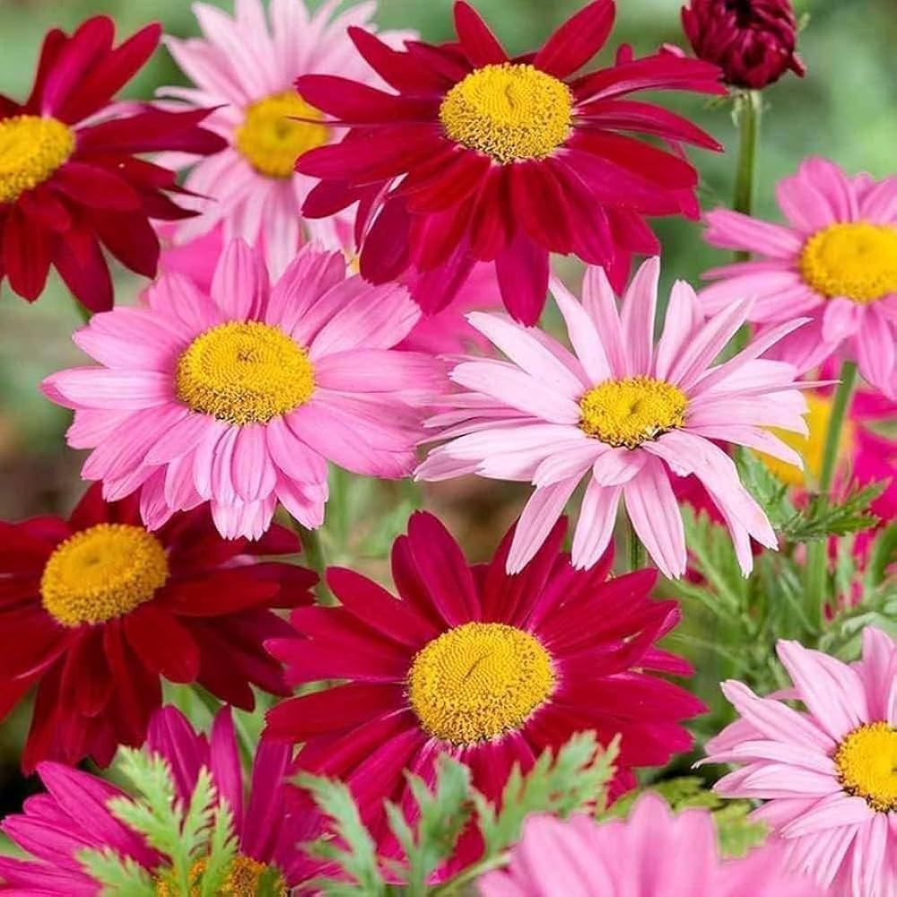 1900+ Mix Pyrethrum Seeds – Multi-Color Insect-Repelling Flowers, Practical Plan