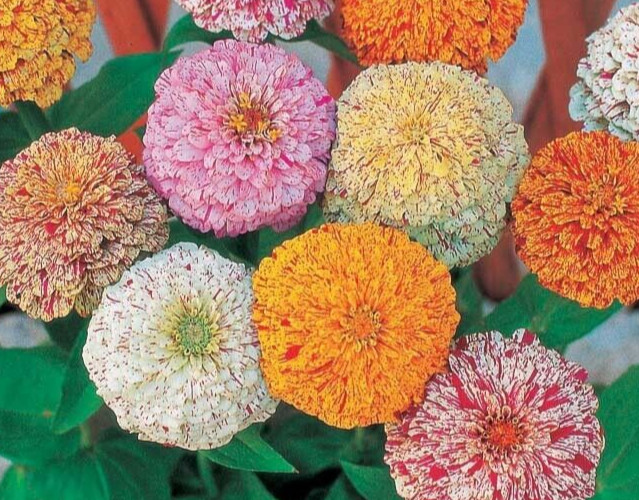 Zinnia ‘peppermint stick’ mix 25 seeds