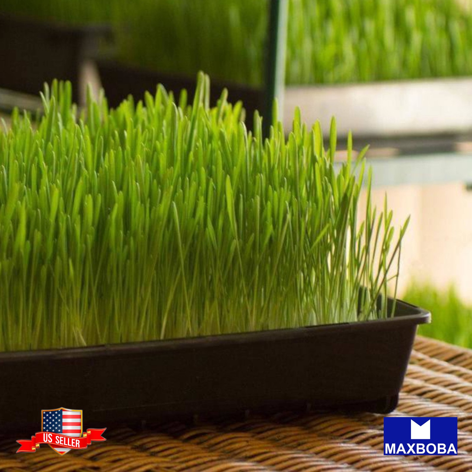 120+ Wheatgrass (Organic) Cat Grass Seeds Non-GMO Heirloom BTGO 75% OFF