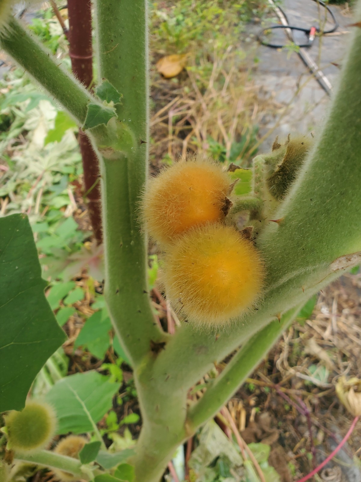 Solanum pseudolulo – 25 seeds – wild relative of Lulo/Naranjilla