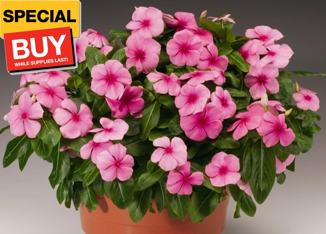 1200 Periwinkle Seeds Madagascar Mix Perennial Flowers – Catharanthus roseus Vin