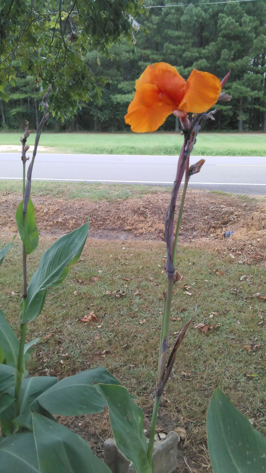 Canna Lily ‘Orange Beauty’, Canna x generalis ‘Orange Beauty’- 5 Bulbs