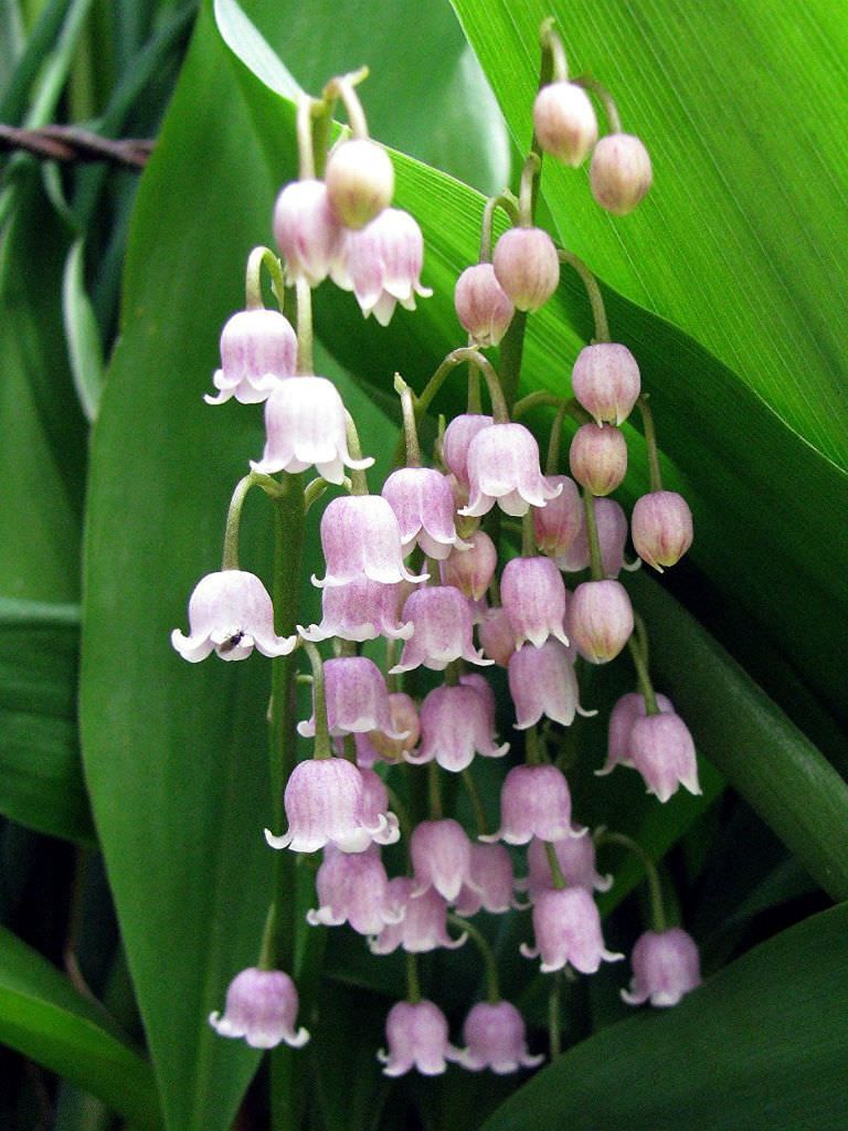 PINK LILY OF THE VALLEY~CONVALLARIA ‘ROSEA’~LIVE PLANTS~PIPS~FRAGRANT FLOWERS!!!
