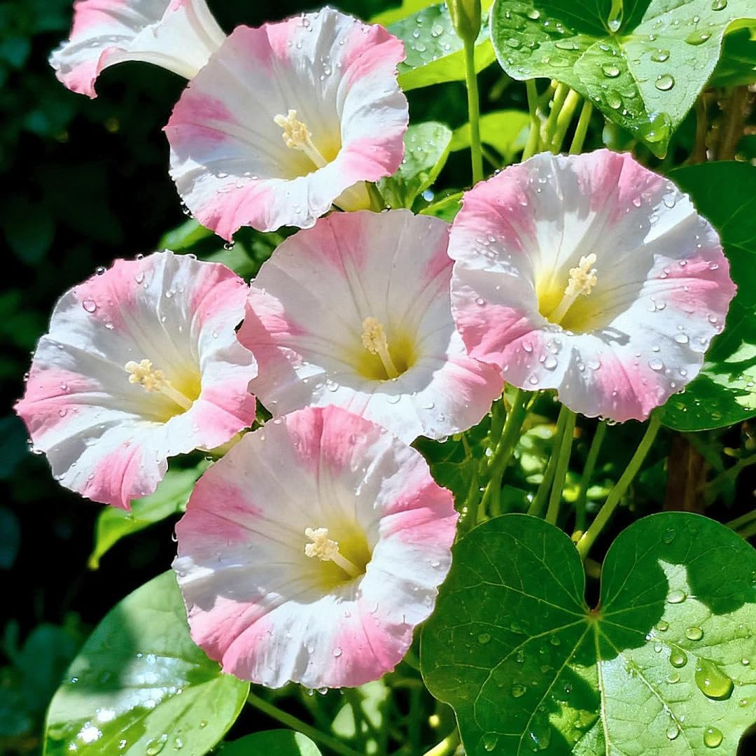 Climbing Petunia Seeds for Planting, 300Pcs Rare Perennial Wave Night Sky
