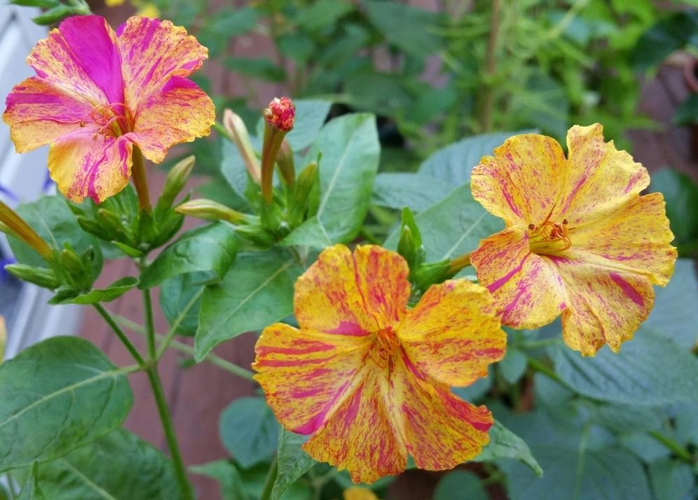 Broken Colors Four O’clock, *NEW Mirabilis Jalapa 25 Seeds Free Shipping!