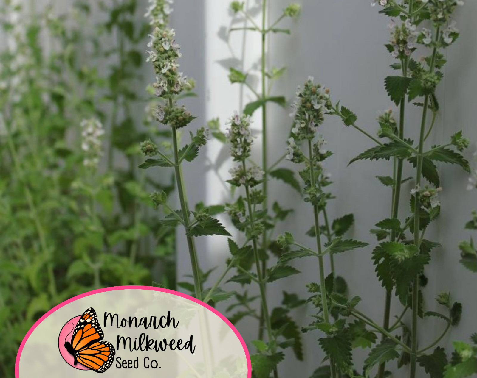 3800+ Catnip Herb Seeds | Non-GMO, Herb Garden, For Growing Cat Plants & Cat Toy