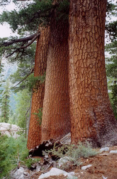 Western White Pine, Pinus monticola, Tree Seeds (Fast, Hardy, Fragrant, Bonsai)