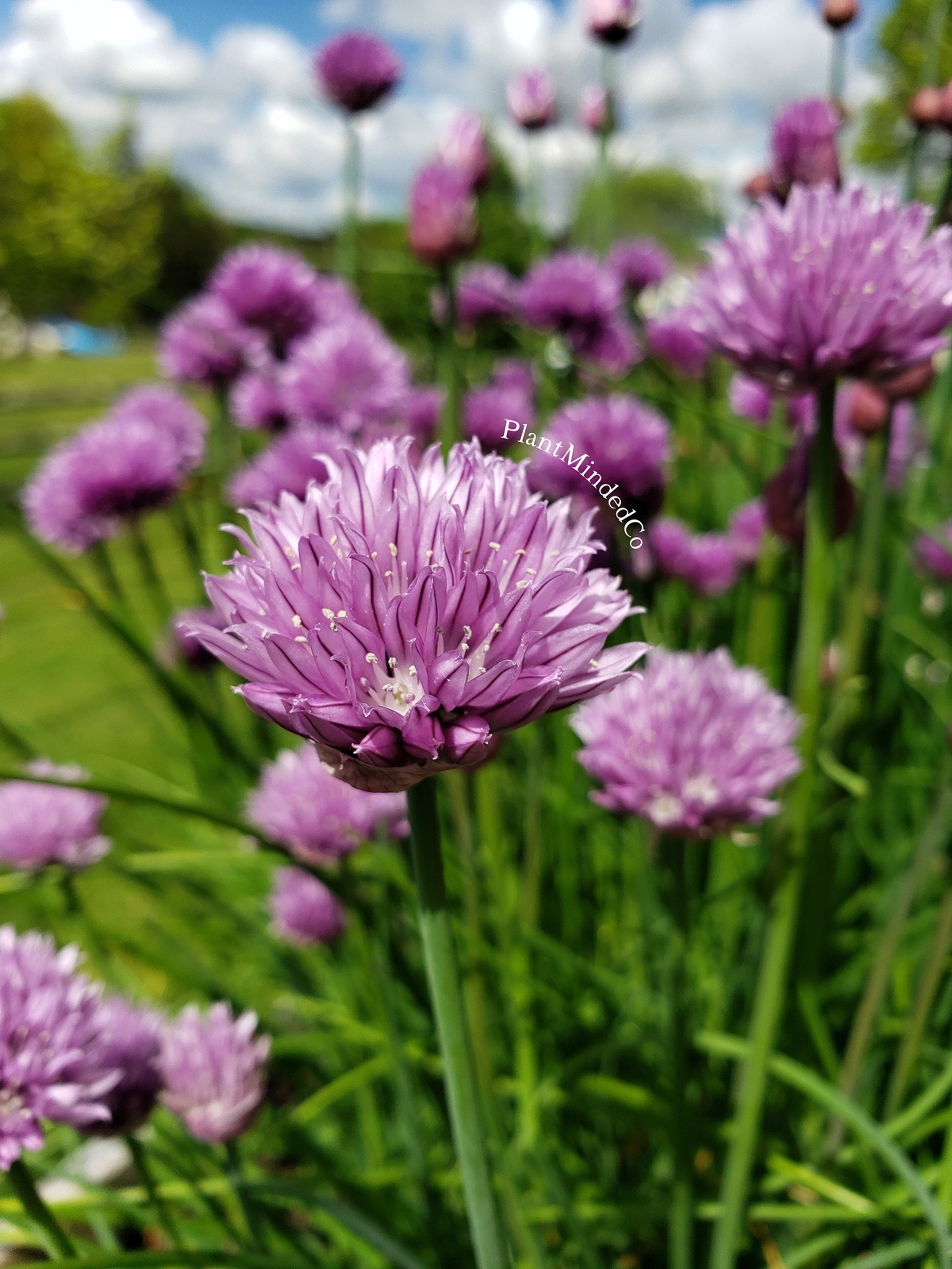 CHIVES | Culinary Herb | Allium schoenoprasum | Pretty & Taste! | 100+ SEEDS