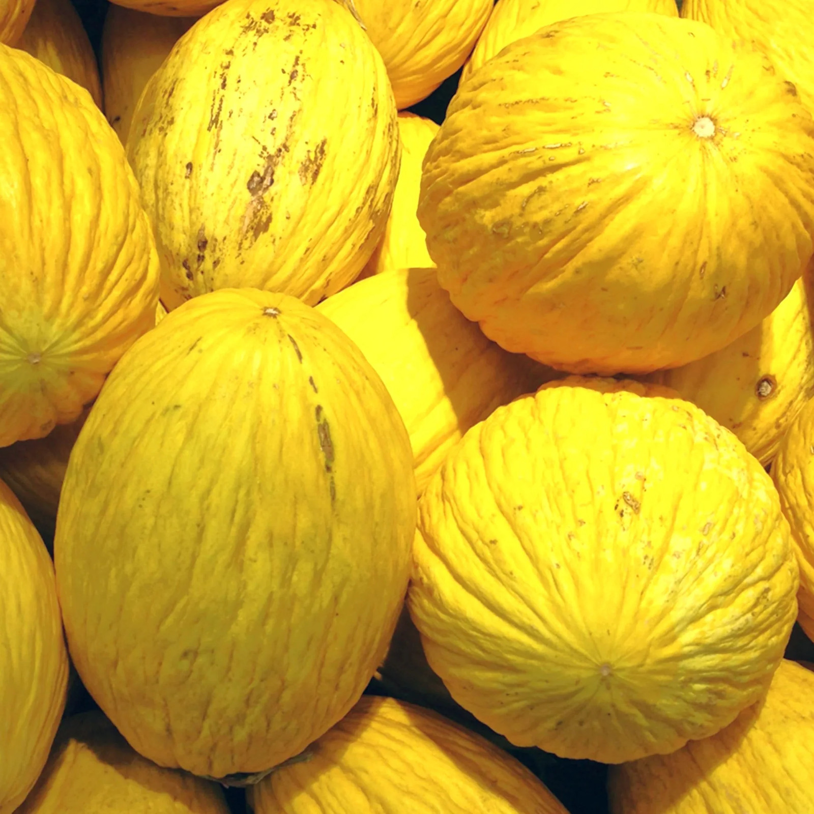 Crenshaw Melon Seeds | Sweet Orange Casaba Cantaloupe Papaya Fruit Seeds 2025