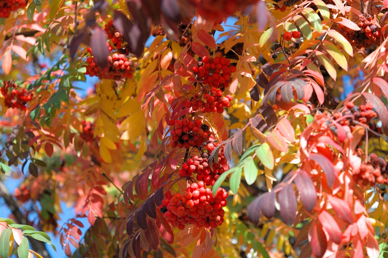20 ASH TREE Mountain / Amur / Rowan – Sorbus Aucuparia Seeds