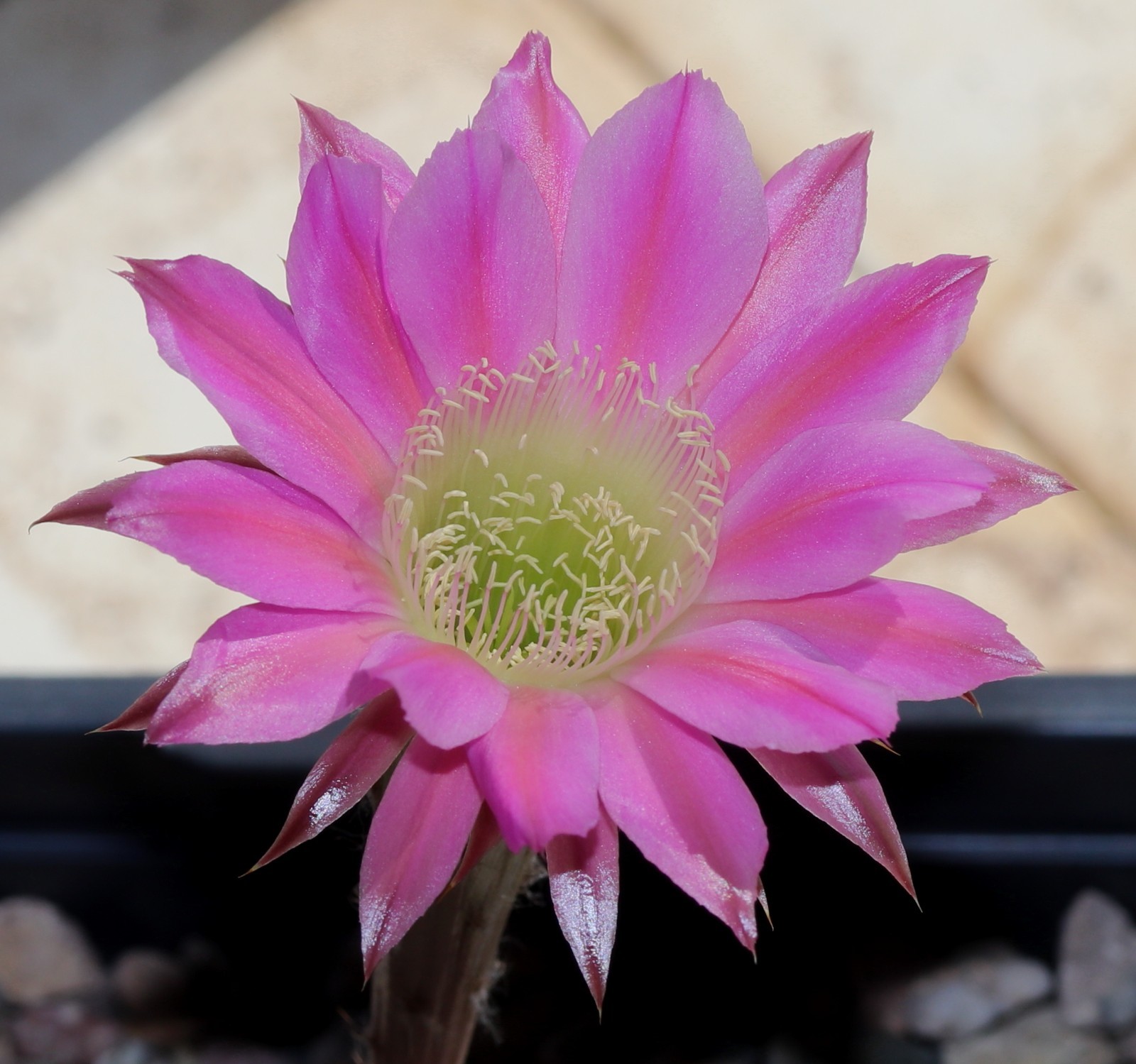 Echinopsis hybrid ‘Pink Stripes’