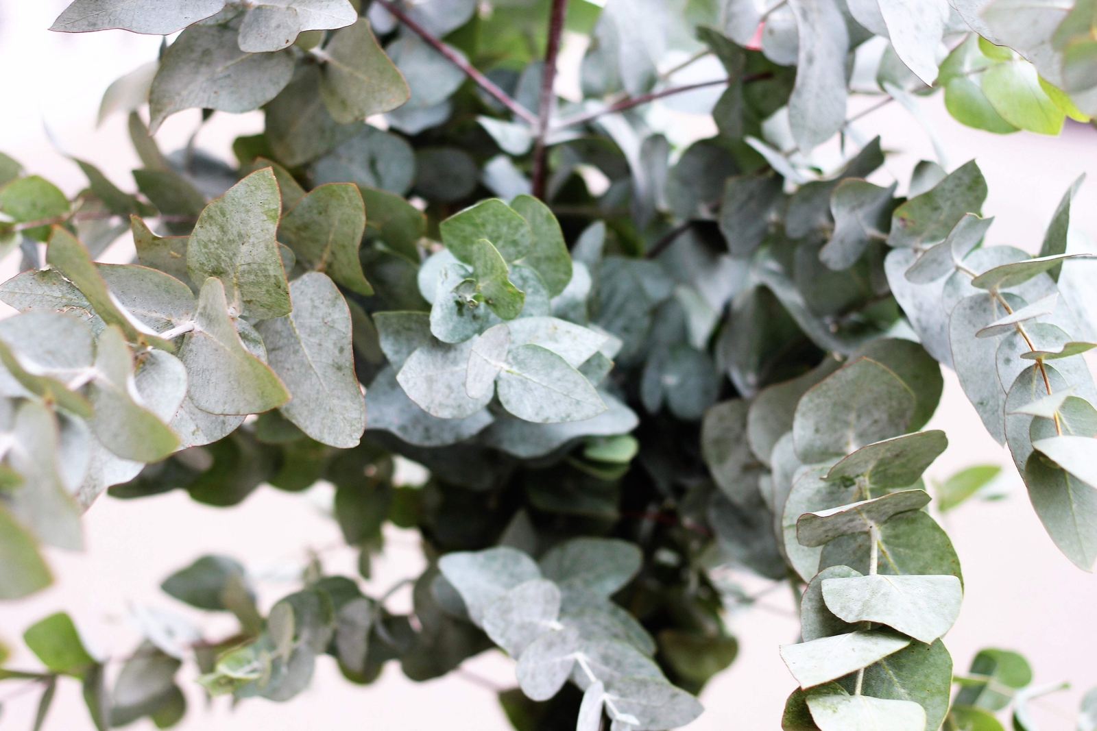 20 SILVER DROP EUCALYPTUS Gunnii Cider Gum Silver Blue Foliage Florist Tree Seed