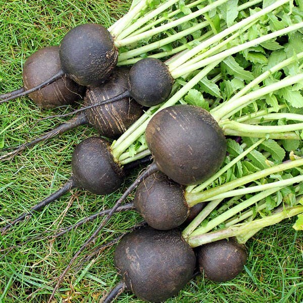 Black Spanish Round Radish Seeds 250 Ct Vegetable Garden NON-GMO FREE SHIPPING
