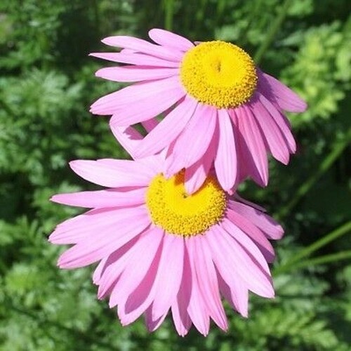 100 Seeds| Robinson’s Rose Daisy Seeds #N007