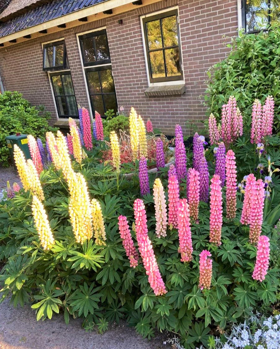 Russell Mix Lupine Seeds | Rainbow Lupin Bluebonnet Perennial Flower Seed 2024