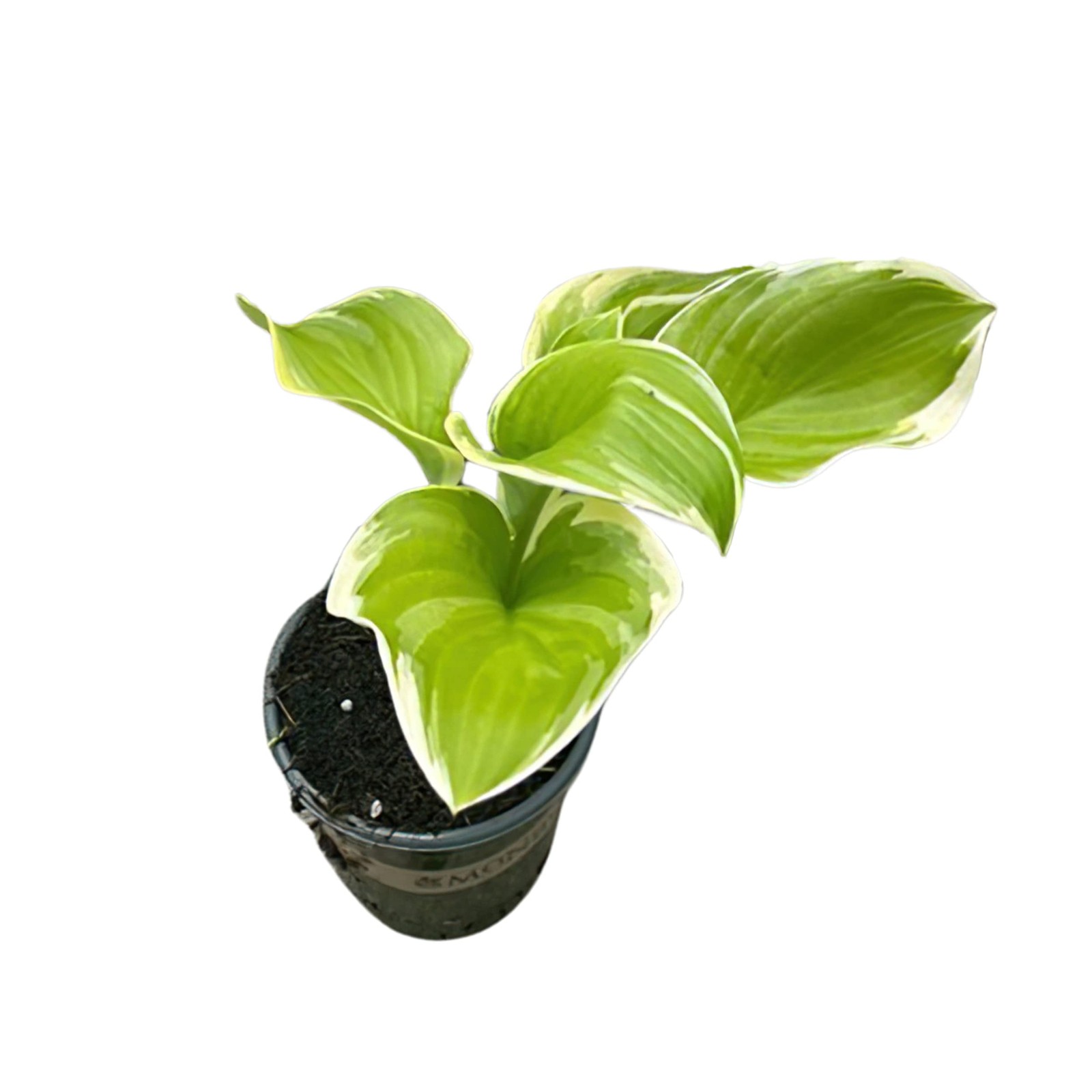 Perennial Hosta Plants Assorted Varieties, 10″ Tall, 3 Pack in 1 Qt Pot