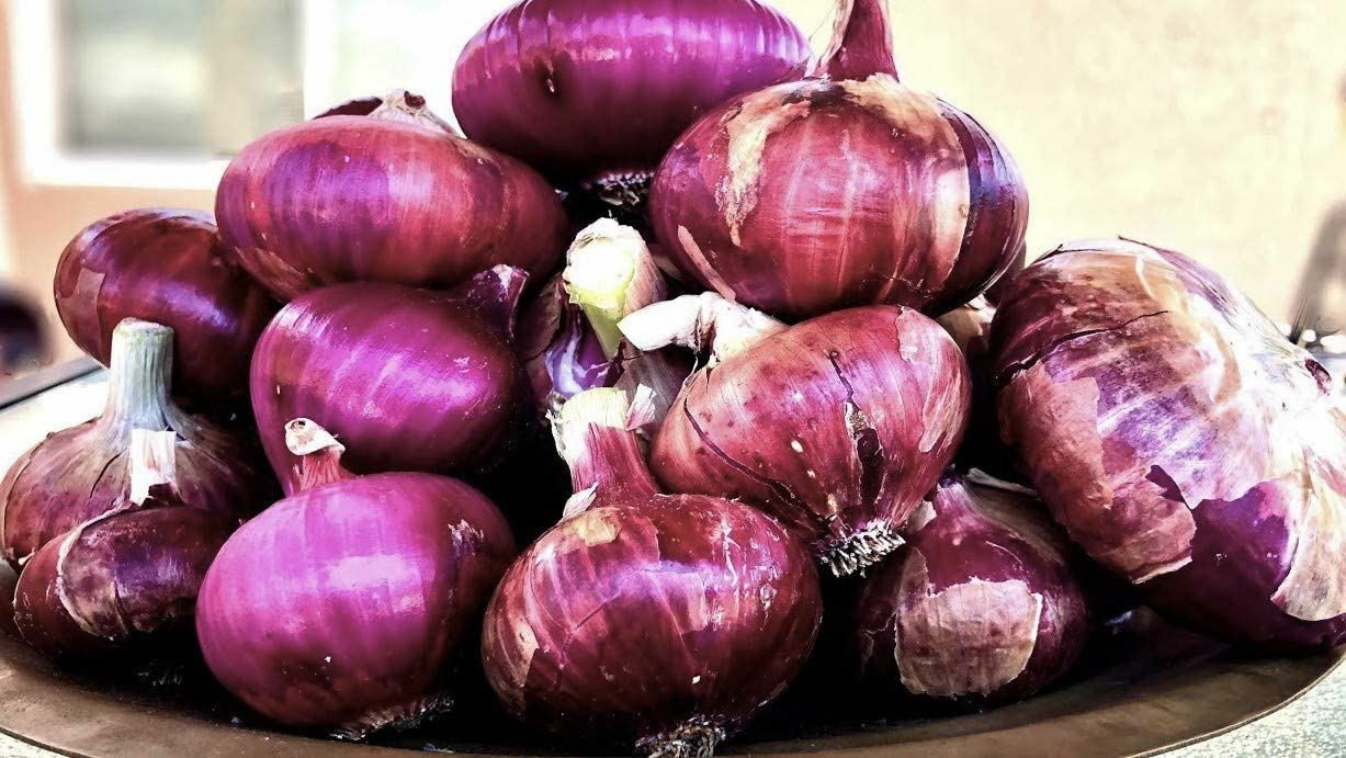 Onion Seeds, Red Burgundy Onion Seeds,”COOL BEANS N SPROUTS” Brand. Heirloom. N