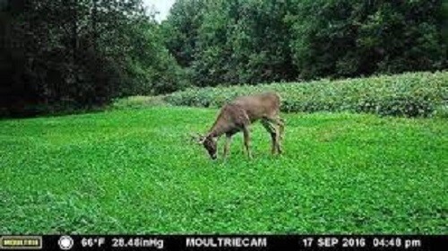 1 LB White Ladino Clover Seed Food Plot Seed Highest Nutrition for Deer Turkeys