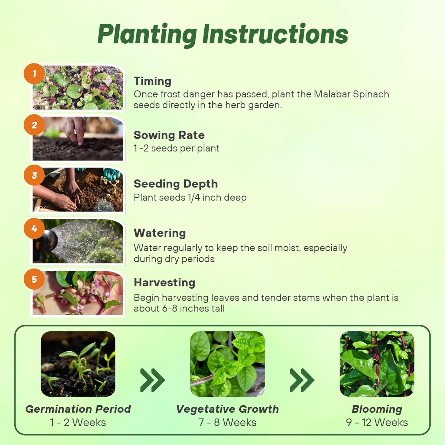 200 Seeds Malabar Spinach Seeds For Planting – Climbing Spinach Vegetable Seed