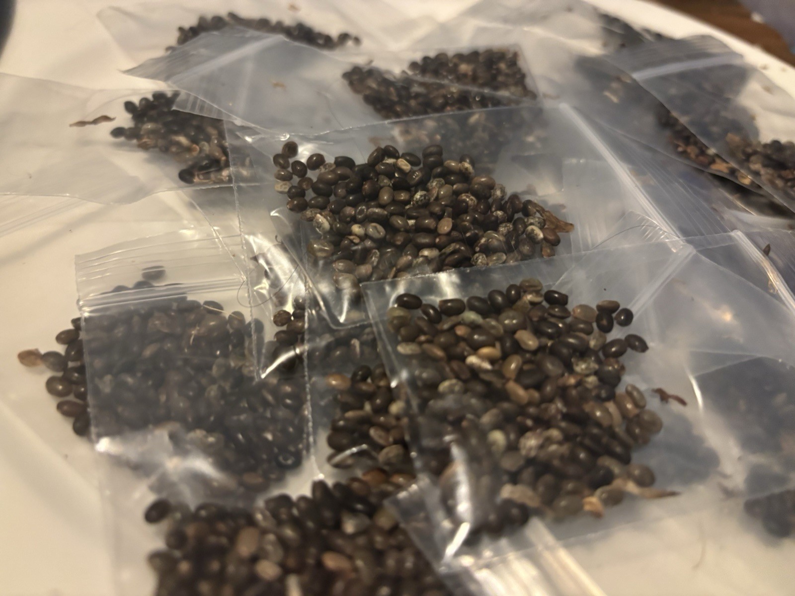 100 Lupine Seeds