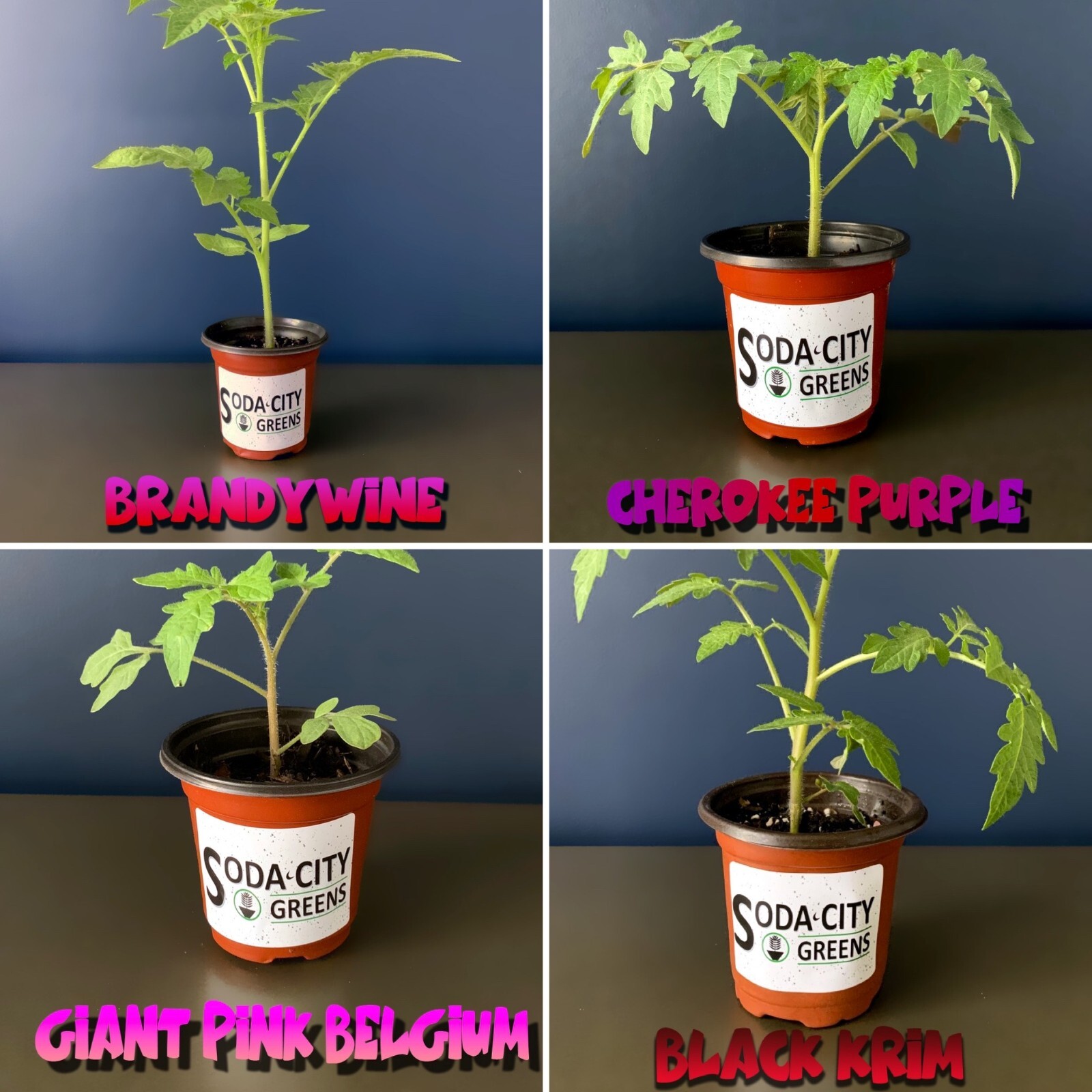 Green Zebra Striped Tomato Seeds