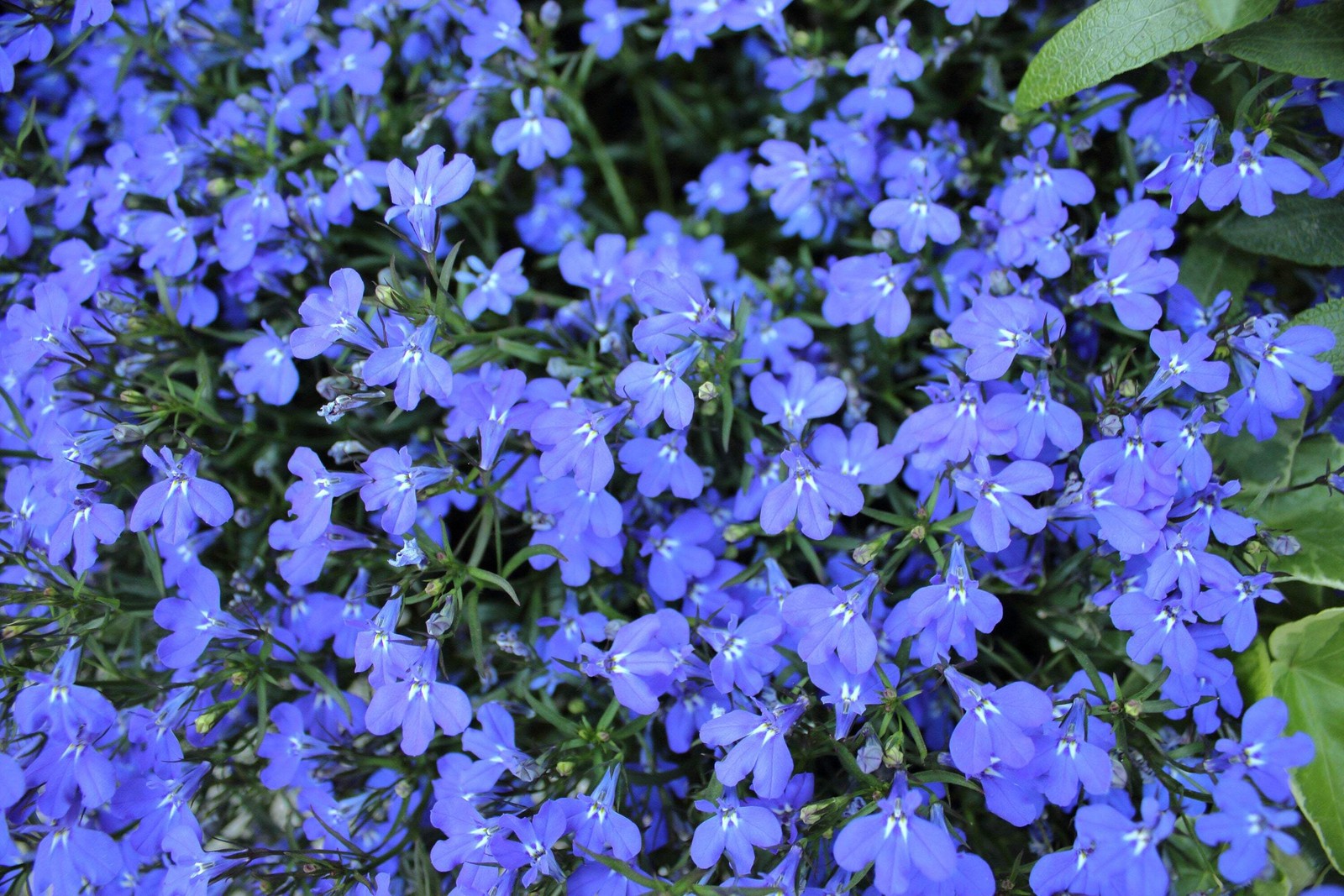 200 CAMBRIDGE BLUE LOBELIA REGATTA Erinus Flower Seeds *Comb S/H