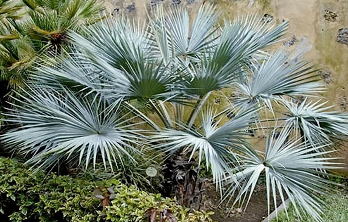 Mexican Blue Hesper Palm Tree Seeds ~ Brahea Armata ~ Mexican Blue Palm Tree ~