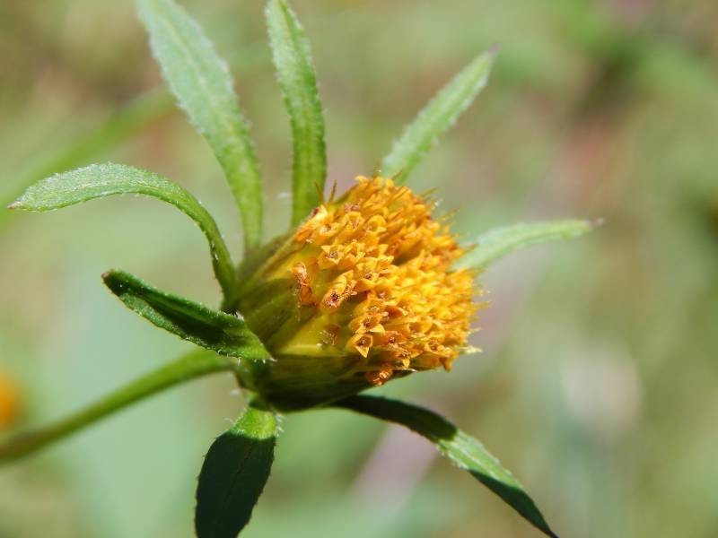 1 GRAM + Bidens Frondosa Seeds/NATIVE United States/Beggarsticks/ORGANIC/Edible