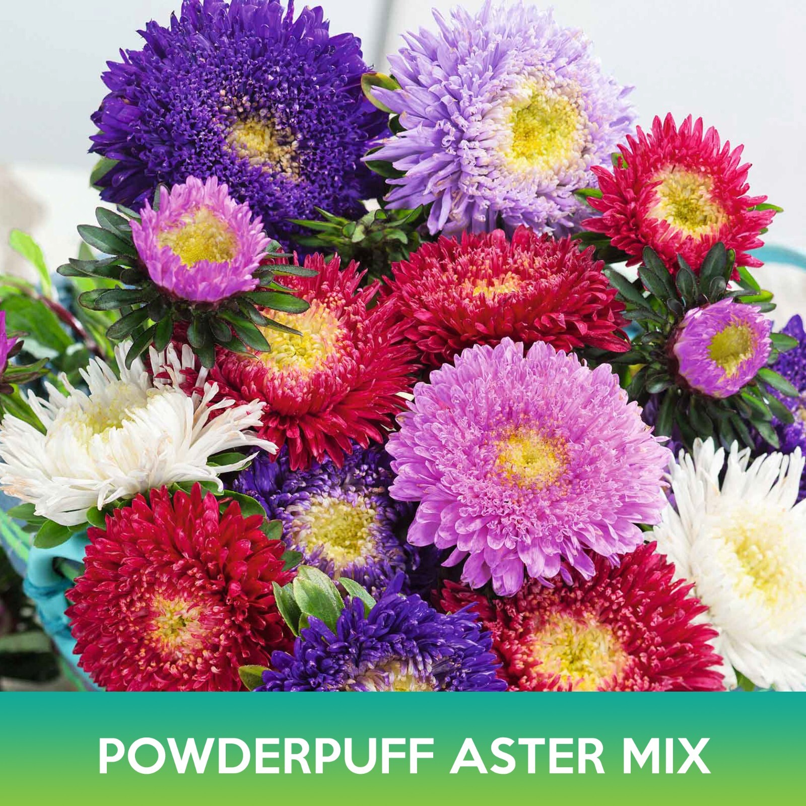 Powderpuff Aster Flower Mix Seeds, Callistephus Chinensis