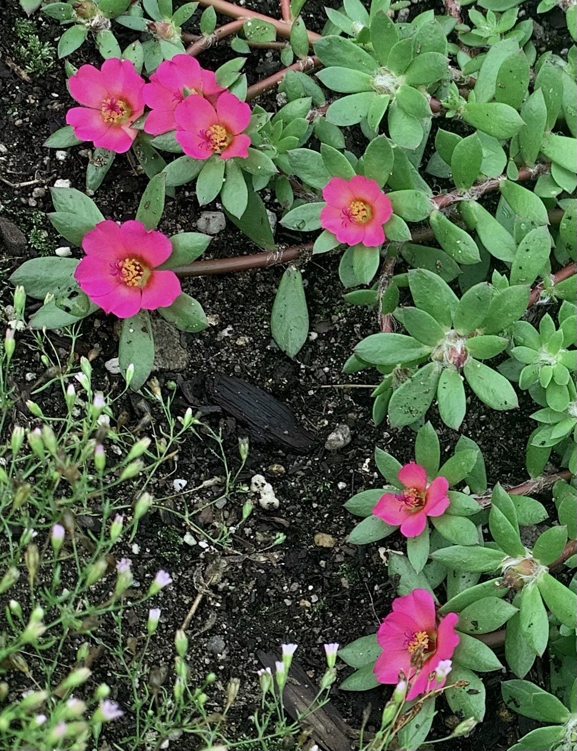 Pink moss rose paraguayan purslane ground cover – Portulaca amilis – 100+ seeds