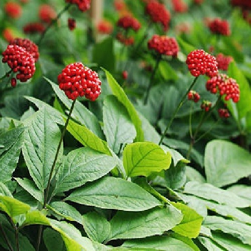 Premium American Ginseng Seeds – Stratified Woodland Botanical – Harvested 2025