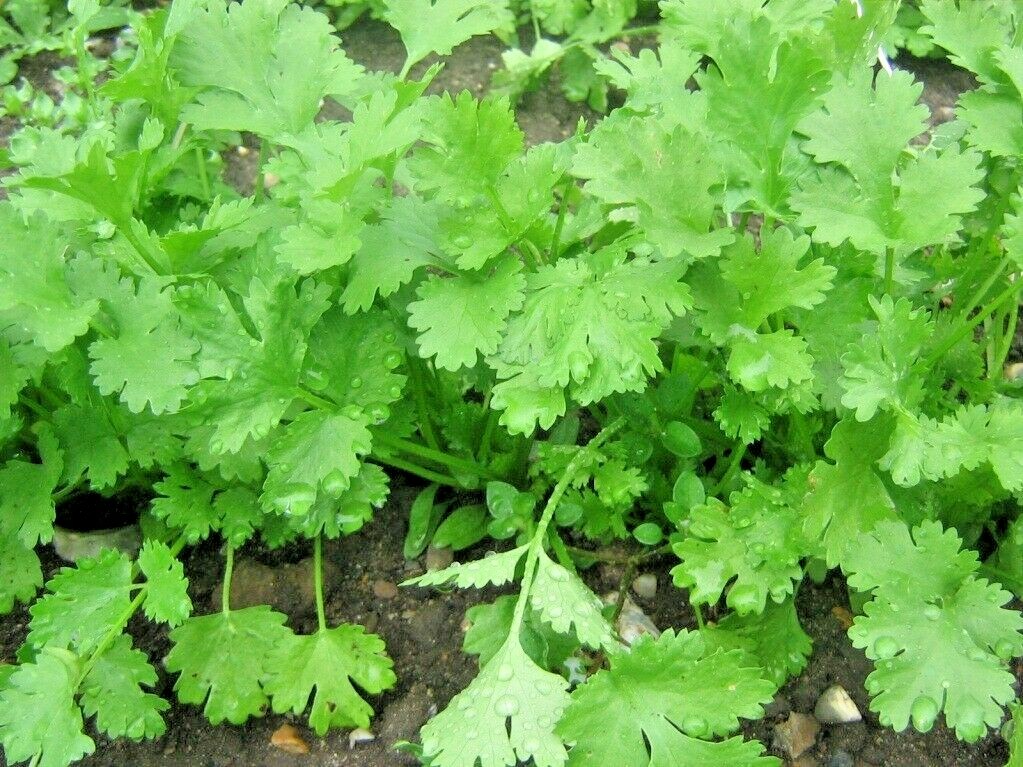60+CILANTRO Seeds Coriander Salsa Tex Mex Kitchen Summer Garden Container Herb
